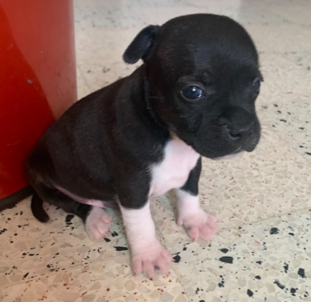 of little james - Chiot disponible  - Staffordshire Bull Terrier